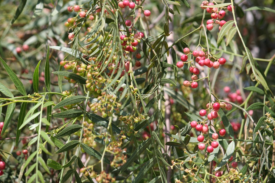 pepper-tree-pixabay pepper-tree-pixabay