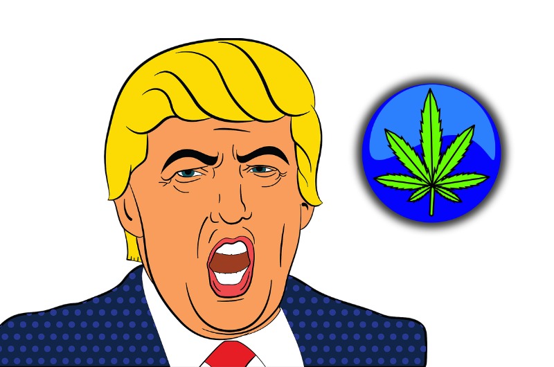 trump marijuana trump marijuana