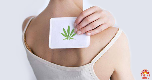 Cannabis-Patch Cannabis-Patch