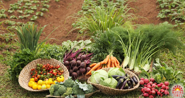 Organic-Farming