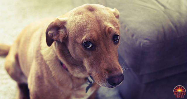 How Showing Compassion For Animals Can Improve Personal Well-Being