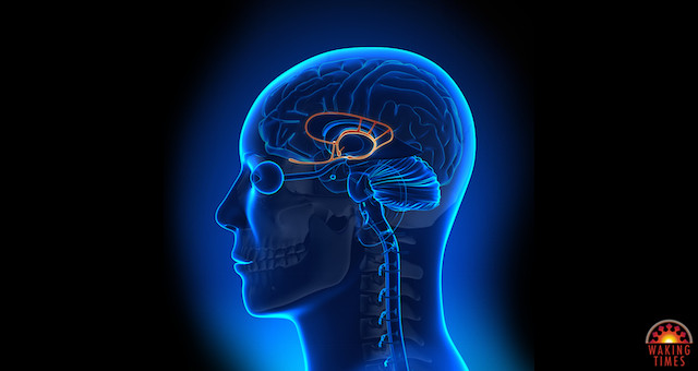 amygdala