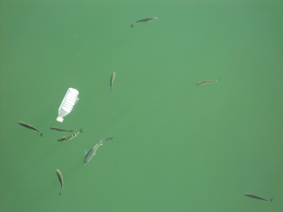 cafo polluted water cafo polluted water
