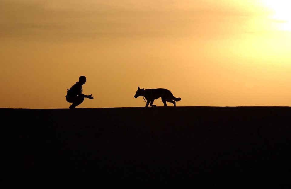 dog-659856_960_720 dog-659856_960_720