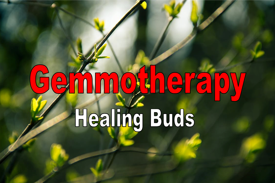 Gemmotherapy – The Healing Power Of Buds