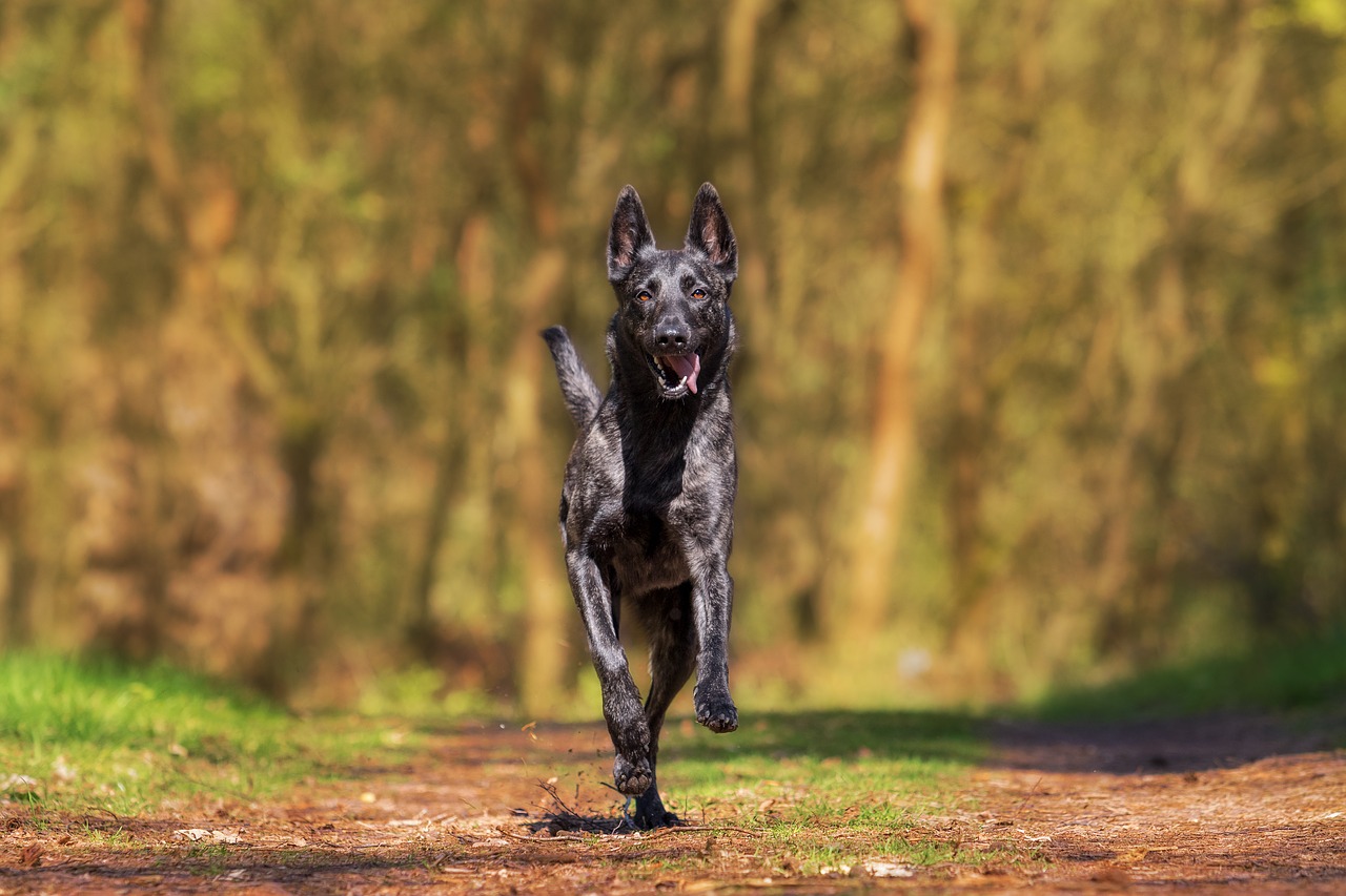 Understanding Viruses In Pets