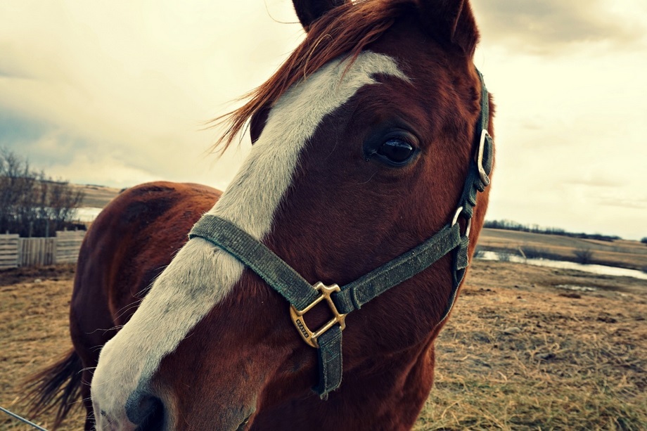 horses-healing horses-healing