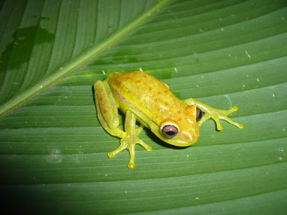 The world’s first glow-in-the-dark frog found in Argentina