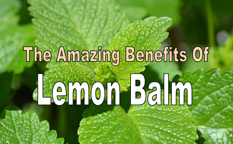 lemon-balm-benefits lemon-balm-benefits