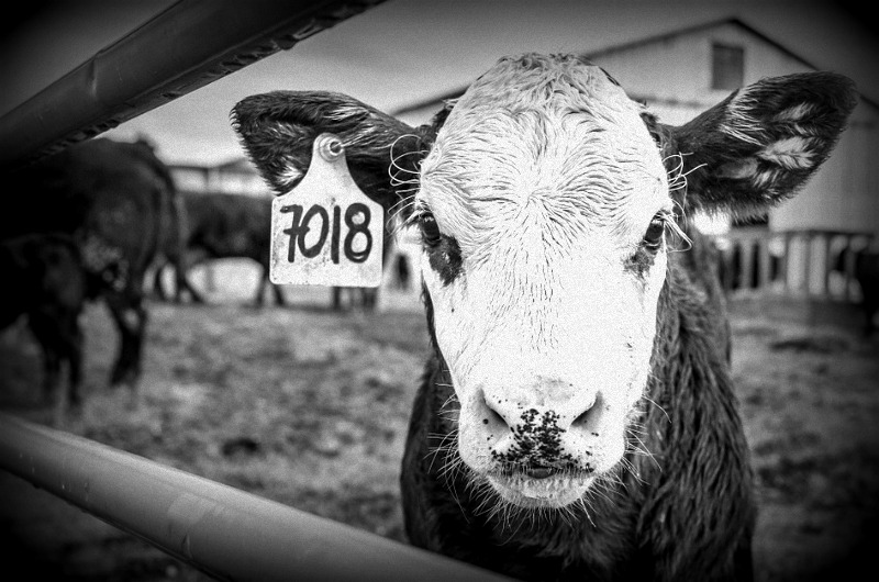 unneccessary antibiotics farms unneccessary antibiotics farms