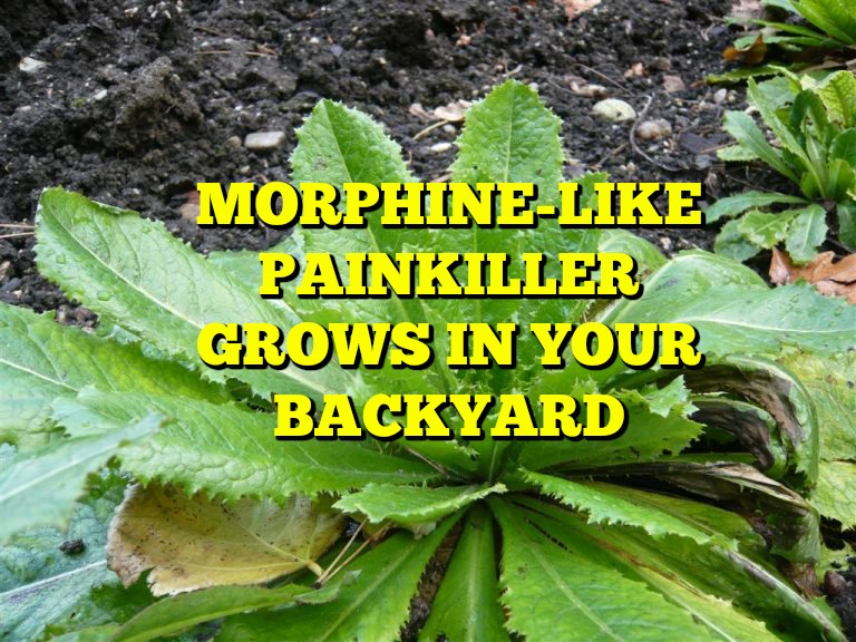 wild lettuce painkiller alternative wild lettuce painkiller alternative