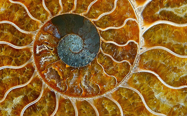 desktopfossil
