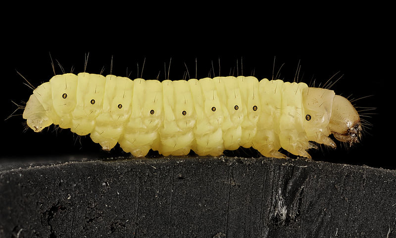 800px-Wax_worm,_U,_Maryland,_side_2015-07-13-13.01.17_ZS_PMax 800px-Wax_worm,_U,_Maryland,_side_2015-07-13-13.01.17_ZS_PMax