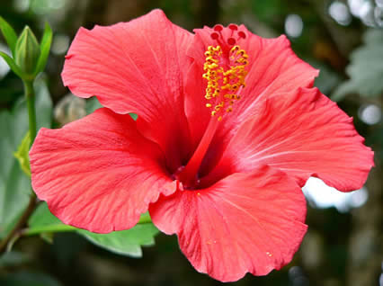 hibiscus hibiscus