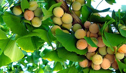 Gingko Biloba Prevent Disease Gingko Biloba Prevent Disease