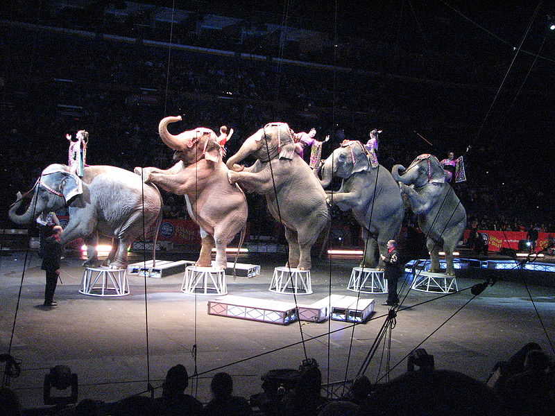 800px-ElephantsRinglingBrothersCircus2008 800px-ElephantsRinglingBrothersCircus2008