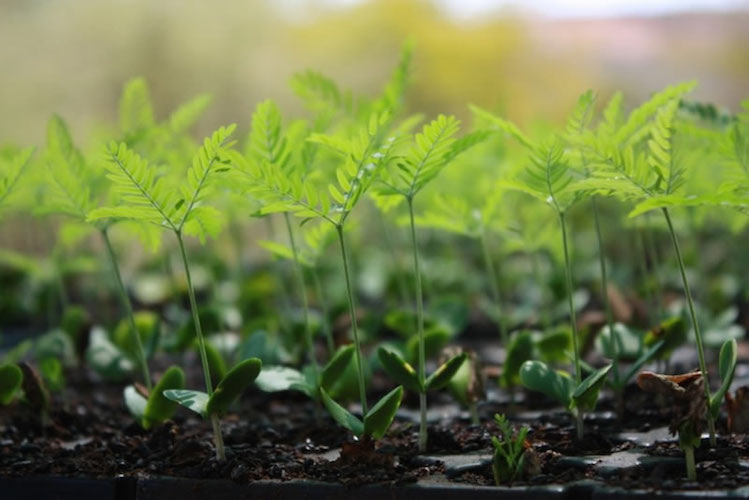 Ecuador Holds World Reforestation Record for Planting 647,250 Trees in a Single Day