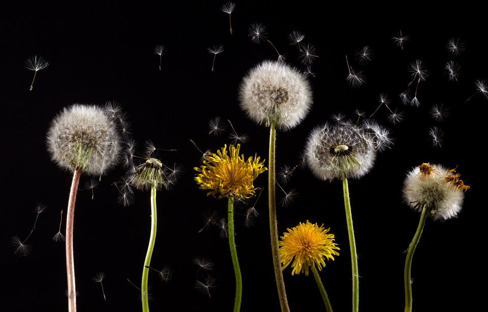 dandelion-761104_960_720 dandelion-761104_960_720