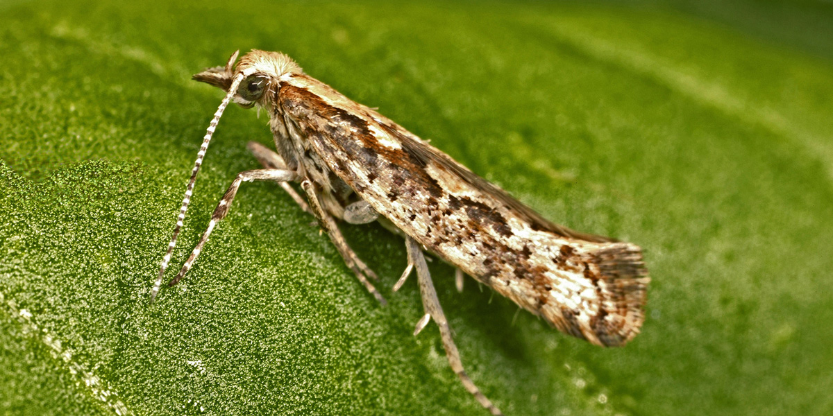 gmo moths gmo moths