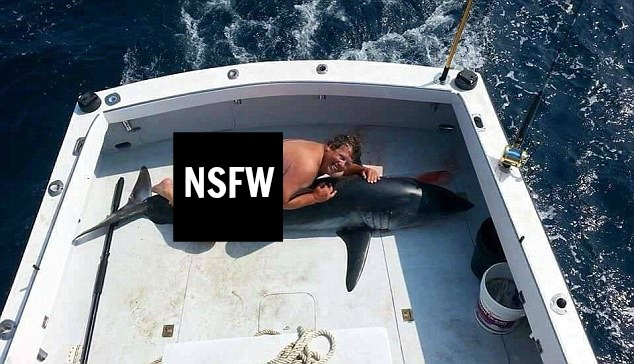 jimmy johns dolphin jimmy johns dolphin
