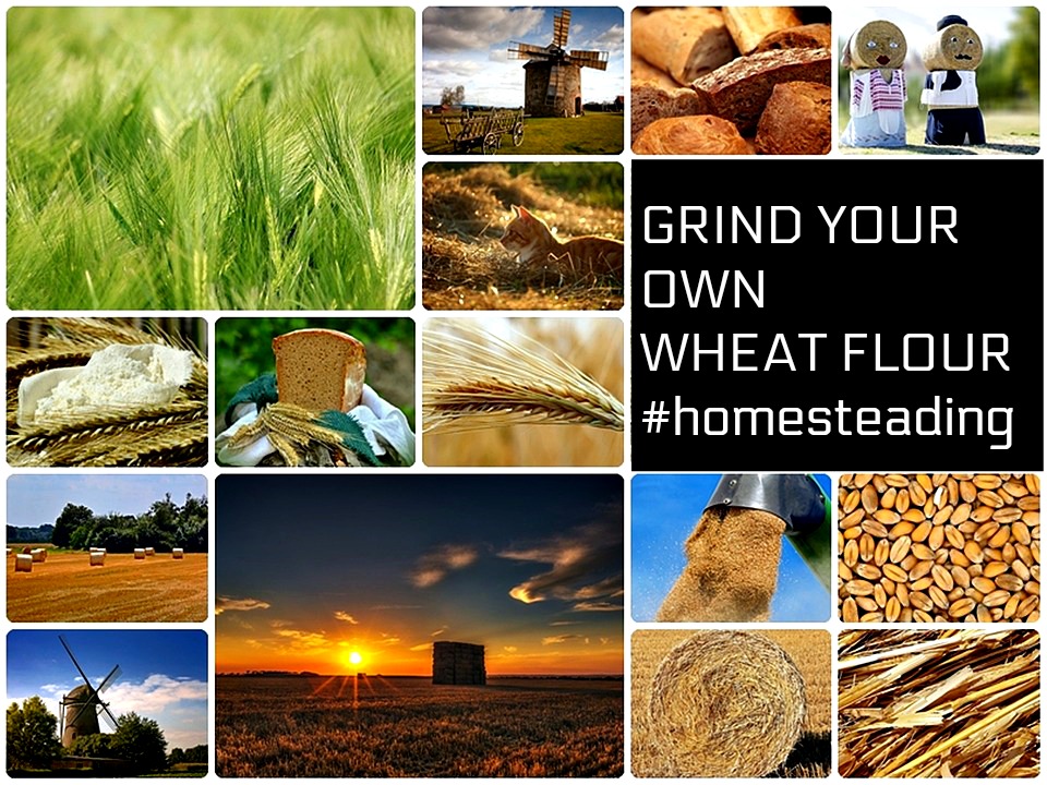 make wheat flour