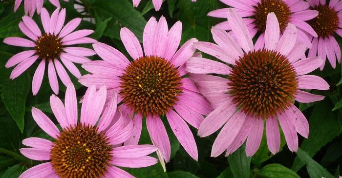 medicinal-plants-1 medicinal-plants-1