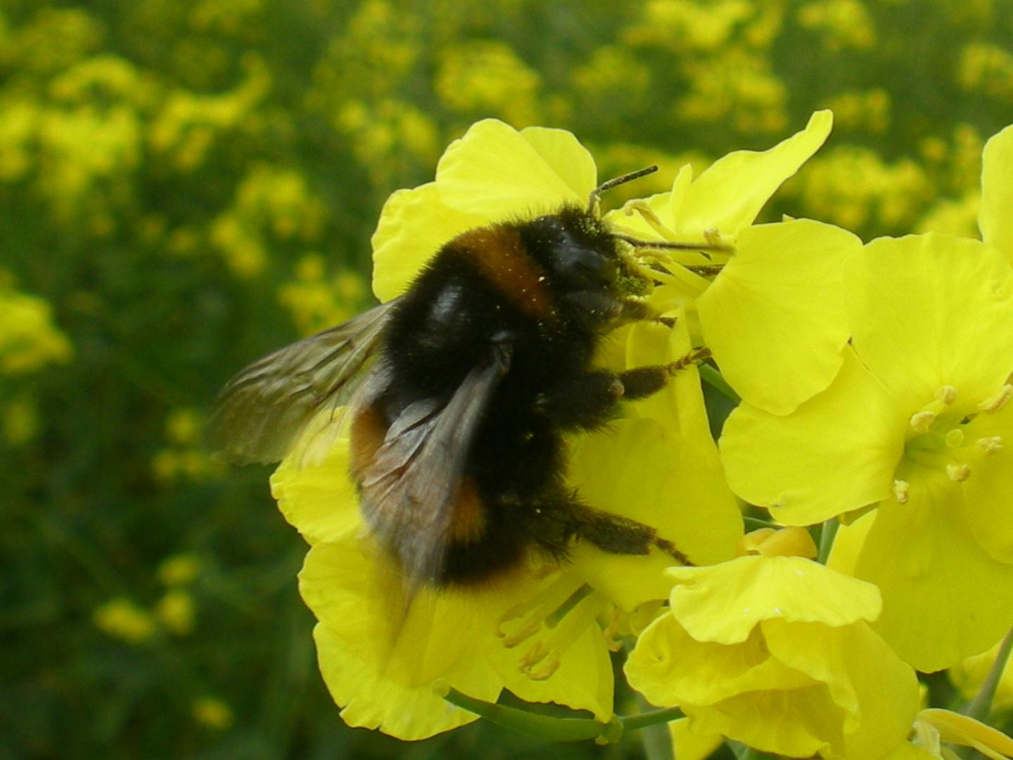 neonics bumble bees neonics bumble bees