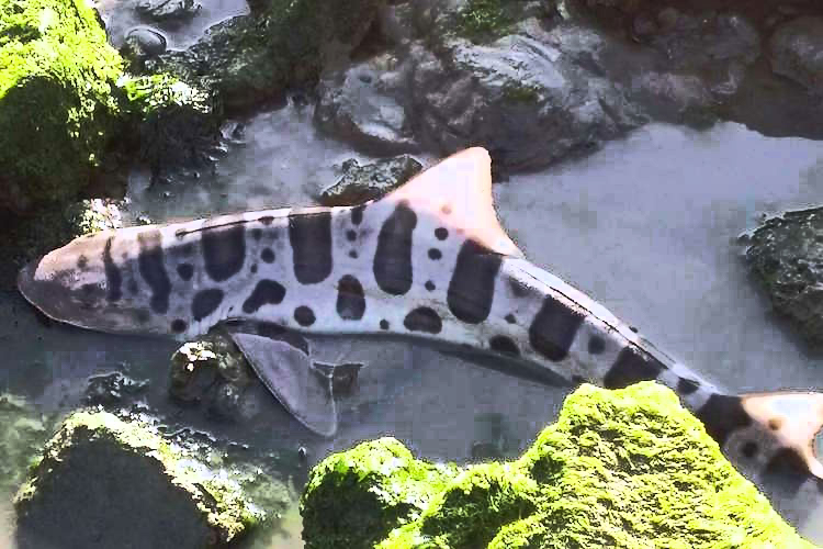 Massive Shark Die-Off on California Coast is Alarming Researchers