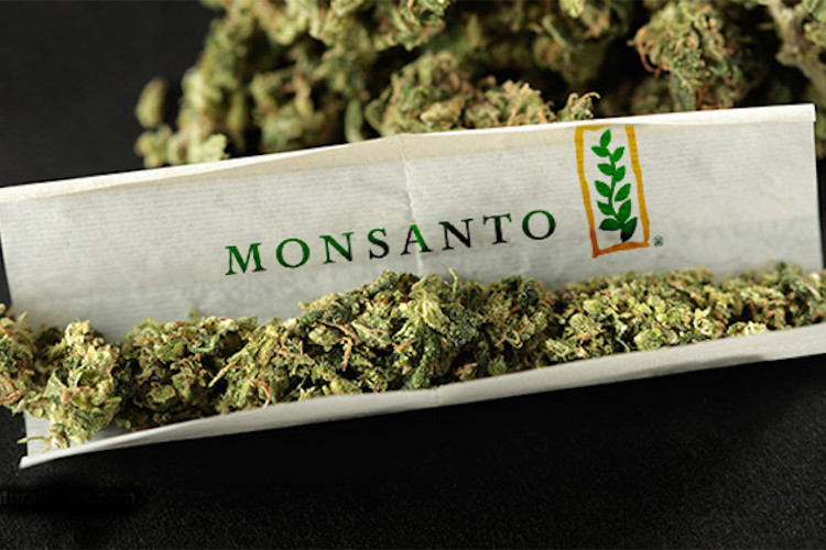 Monsanto-Cannabis