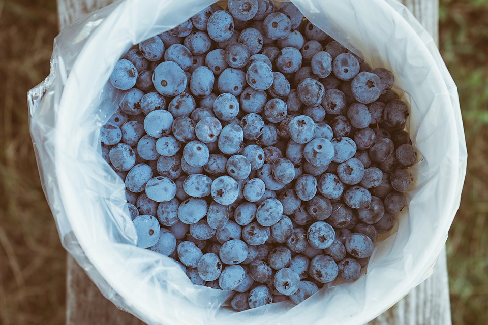 antioxidants-1850993_960_720
