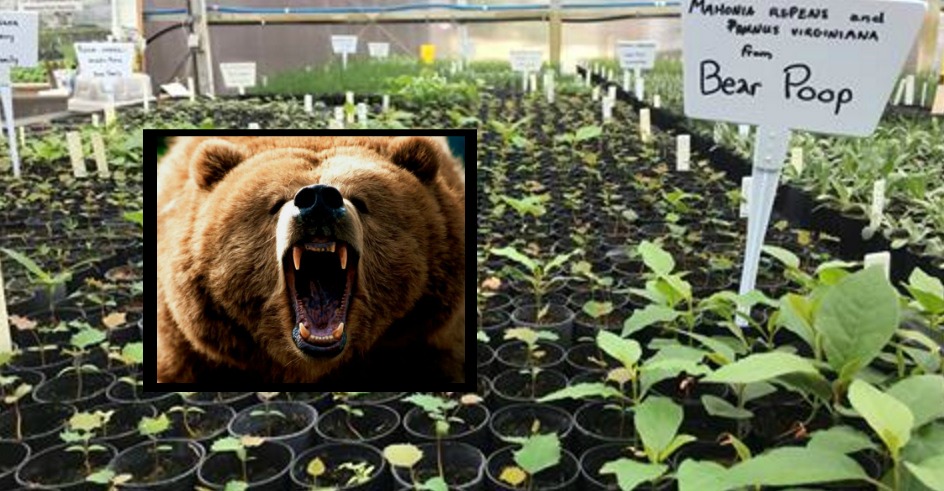 bear poop bear poop