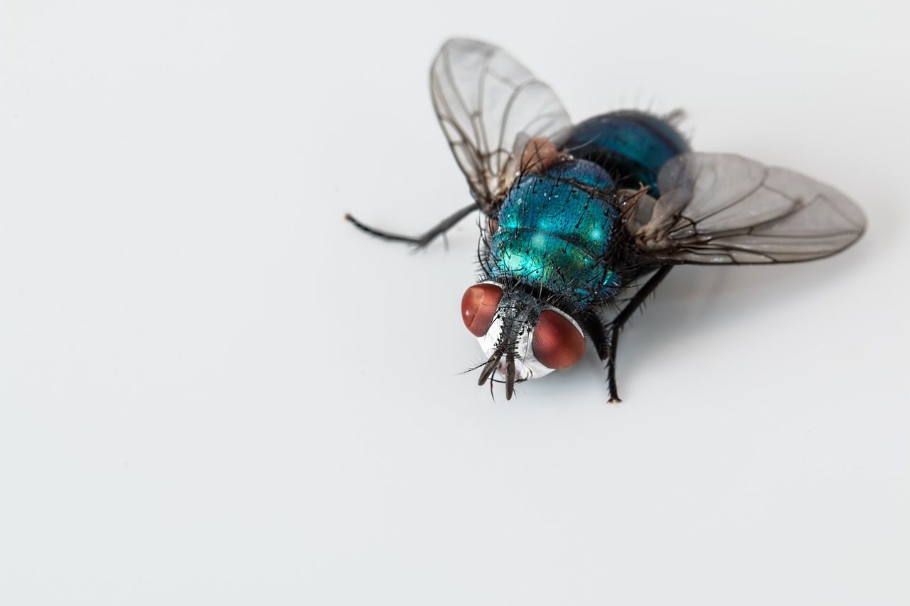 blowfly-2151453_1280 blowfly-2151453_1280