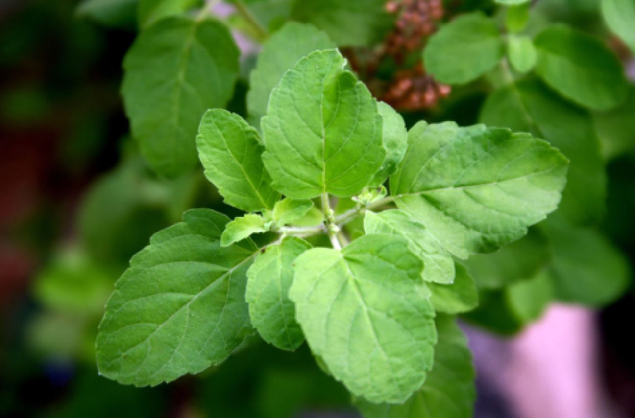 holy basil doctor's health press