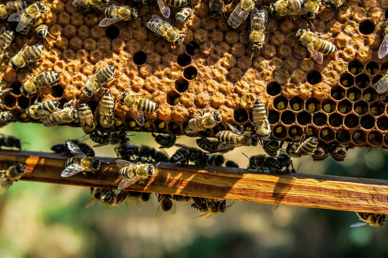 honeybee hive pixabay