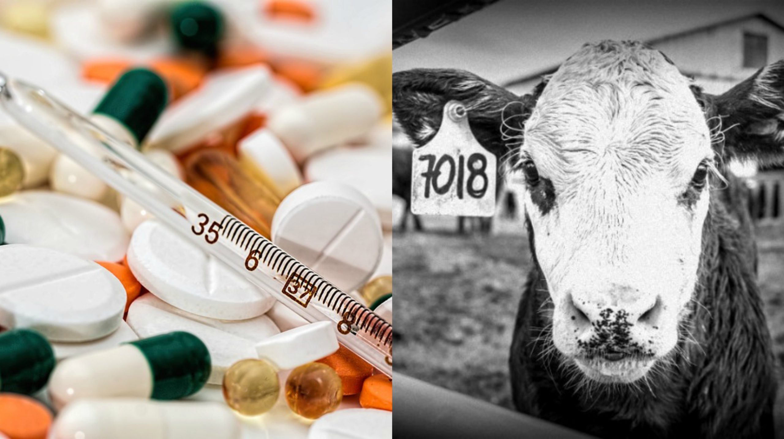 maryland antibiotics maryland antibiotics