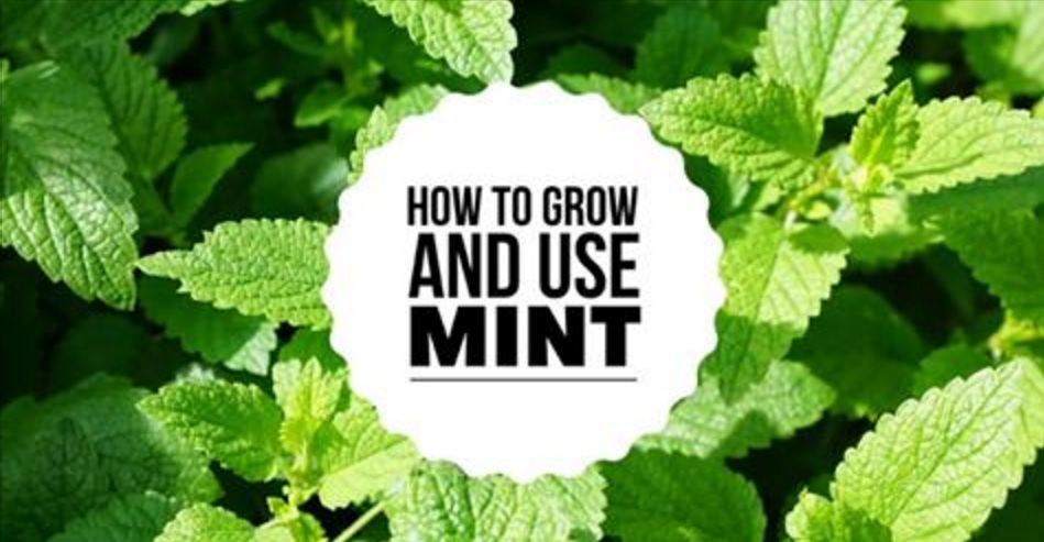 How to Grow and Use Mint the CORRECT Way