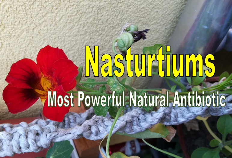 nasturtiums-1