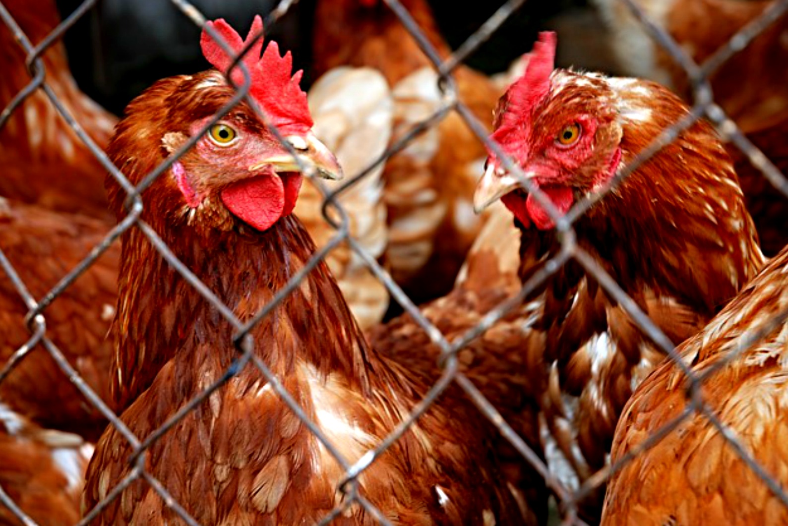 poultry inspection poultry inspection