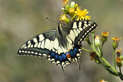 butterfly pollinator