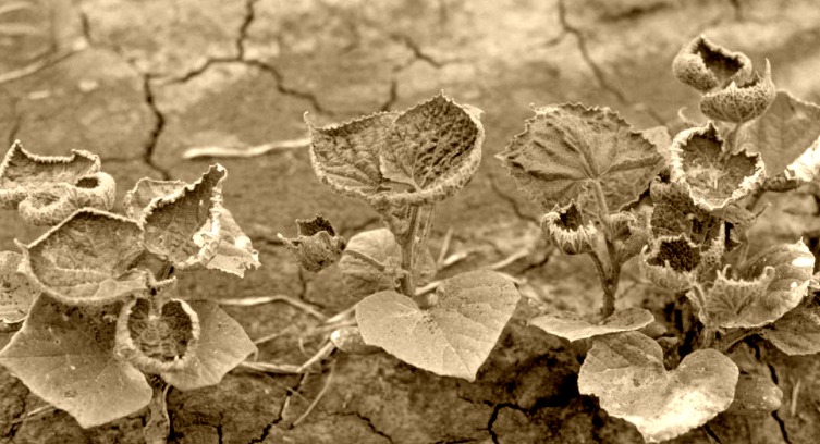 dicamba 1 dicamba 1