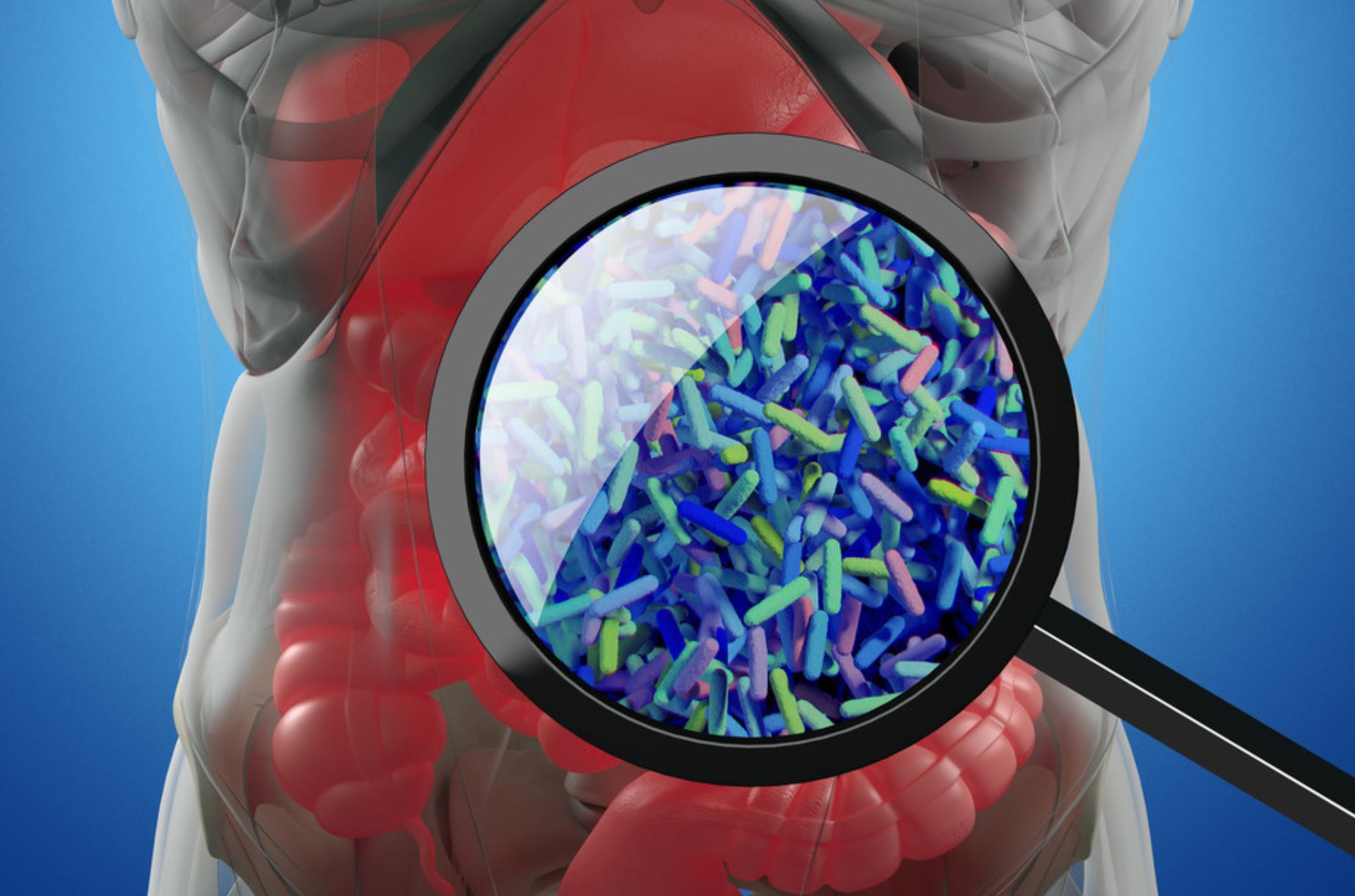 gut microbiome the conversation