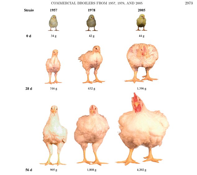 Growth, efficiency, and yield of commercial broilers from 1957, 1978, and 20051 Growth, efficiency, and yield of commercial broilers from 1957, 1978, and 20051