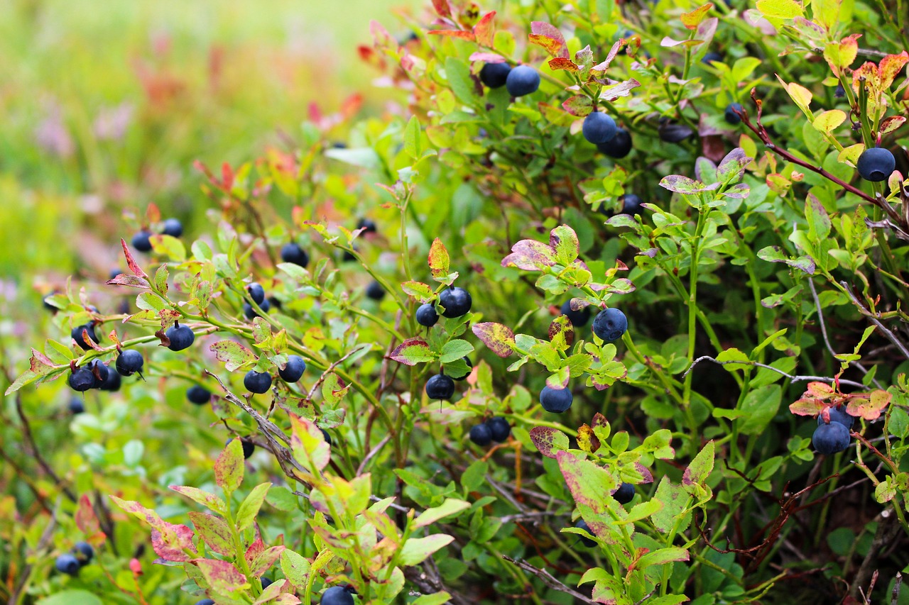 blueberries flavonoids pixabay