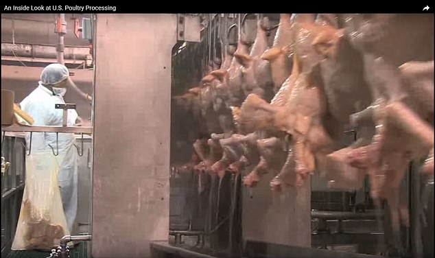 chickens chlorine chickens chlorine