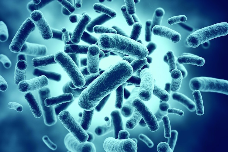 Probiotics