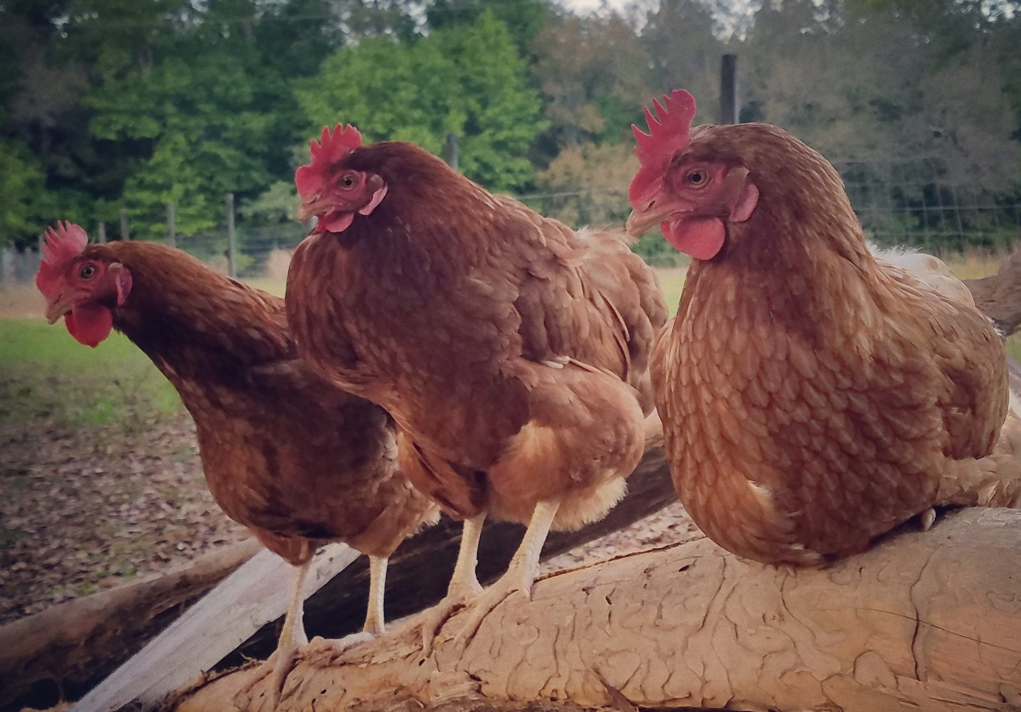 chickens-e1508524787929