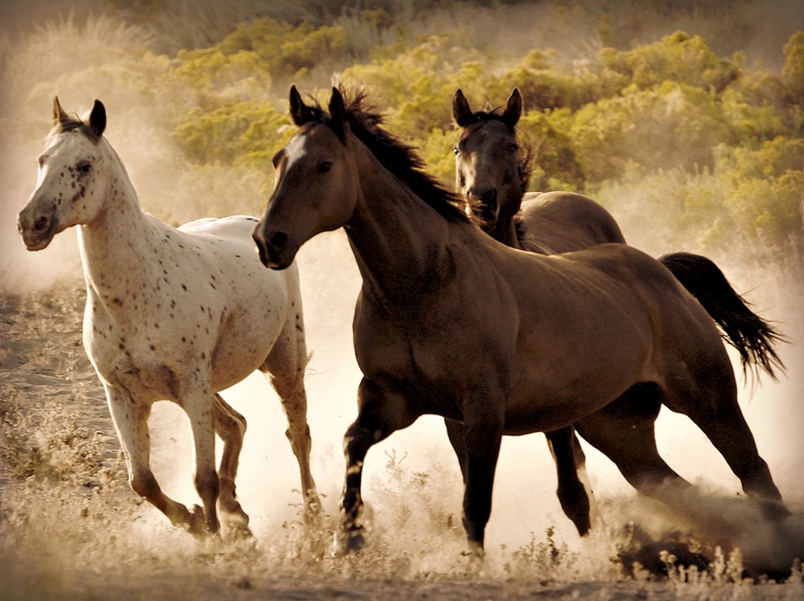 Group Sues to Stop BLM From Rounding Up 10,000 Wild Horses
