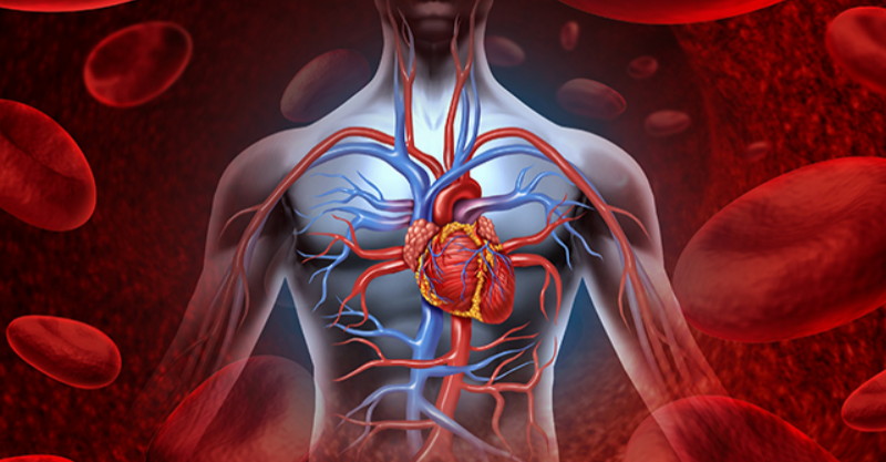 Human Heart Blood System Human Heart Blood System