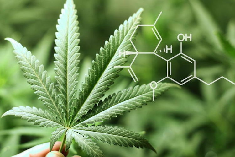 cbd-cannabis waking times