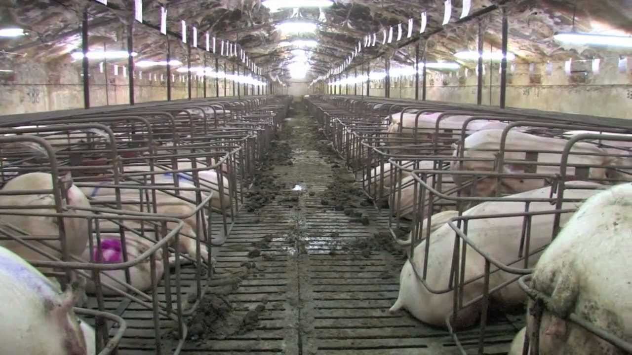 corporate pig farm